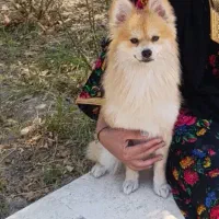 سگ گم شده