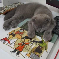 گربه اسکاتیش فولد اصل ماده چشم نارنجی|گربه|کرمان, |دیوار