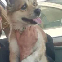 سگ پامرشیتزو