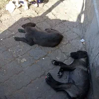 فروش تعدادی توله سگ