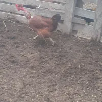 تخم مرغ محلی