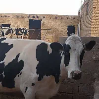 گاو آبستن