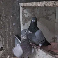 کبوتر نر و ماده جفت|پرنده|قزوین, |دیوار