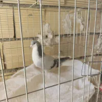 کبوتر.نقش.سرور.خوشرنگ