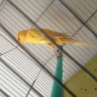 قناری ماده بلند آماده|پرنده|اصفهان, پوریای ولی|دیوار