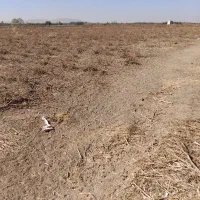 اجاره زمین کشاورزی