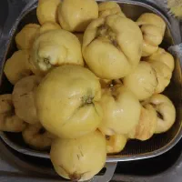 به درختی برای فروش