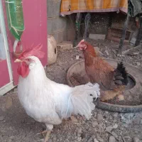 مرغ و خروس