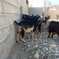 56 کهره بز میش بره|حیوانات مزرعه|شیراز, احمدآباد|دیوار