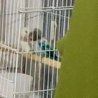 طوطی برزیلی مولد|پرنده|تهران, حافظیه|دیوار