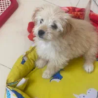 سگ مالتیپو سه ماهه|سگ|ایوانکی, |دیوار