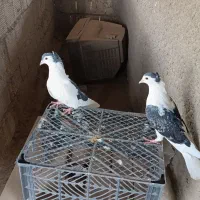 ی جفت دمگیر|پرنده|اصفهان, کارلادان|دیوار