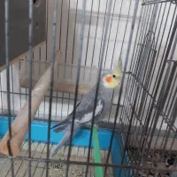 عروس هلندی نر سرحال