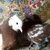 جوجه کفتر|پرنده|قم, هفت تیر|دیوار