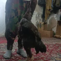 خروس لاری اصل