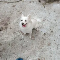 سگ پاکوتاه فروشی