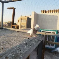 کبوترطوقی هفت رنگ نر|پرنده|شهریار, شهرک وائین|دیوار