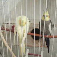 دوعدد عروس هلندی جفت لوتینو و گل باقالی|پرنده|اصفهان, فرودگاه شهید بهشتی|دیوار