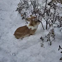 خَرگوش|موش و خرگوش|صائین قلعه, |دیوار