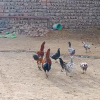 مرغ محلی و خروس لاری