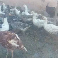 غاز وبوقلمون معاوضه با بوقلمون بزرگ|حیوانات مزرعه|چهارباغ, |دیوار