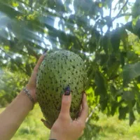 نهال فندق ماکادمیا پالم نشا آووکادو موز اواکادو|گل و گیاه طبیعی|تنکابن, |دیوار