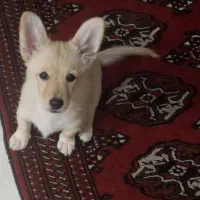 شی واوا چهار ماهه ماده