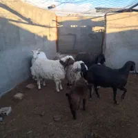 بز ..بره|حیوانات مزرعه|سده (خراسان جنوبی), |دیوار