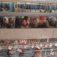 فروش مرغ محلی تخمگذاراصلاح نژاد شده گلپایگانی