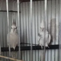 قناری سهره عروس هلندی