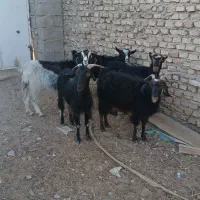 بز فروشی