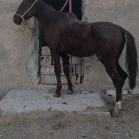 خرید وفروش اسب