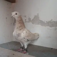 کبوتر رنگی و دورگ|پرنده|خان ببین, |دیوار