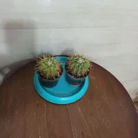 چندتاگل طبیعی