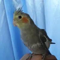 عروس هلندی سینامون|پرنده|خمینیشهر, |دیوار