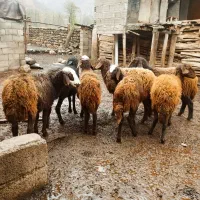 بره ماده های کردی|حیوانات مزرعه|علی‌آباد کتول, |دیوار