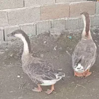 ۳عدد قوغاز اکراینی