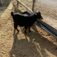 بز نژاددار|حیوانات مزرعه|دره شهر, |دیوار