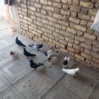 کبوتر|پرنده|داراب, |دیوار