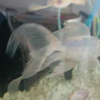 آکواریوم شیشه خم شرکتی با ماهی و وسایل|ماهی|قم, بنیاد|دیوار