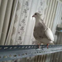 کبوتر طوقی نر