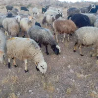 ۳۴راس میش داشتی|حیوانات مزرعه|شیراز, شهرک والفجر|دیوار