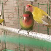 طوطی برزیلی با تخم|پرنده|ملایر, |دیوار