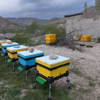 زنبور عسل کندو  اردیبهشت ۴۰۵ فاروج