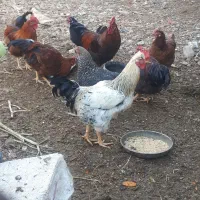 ۶عدد‌خروس‌محلی