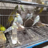 پرنده زینتی|پرنده|بوکان, |دیوار