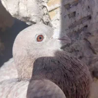 کفتر المانی نر مسافتی|پرنده|مشهد, شهرک رازی (شهرک غرب)|دیوار