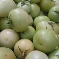 ترشی چکنی افغانستان|خوردنی و آشامیدنی|مشهد, رده|دیوار