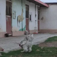 تخم نطفه دار|حیوانات مزرعه|گنبد کاووس, |دیوار