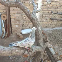 هفترنگ زرد|پرنده|بوئین زهرا, |دیوار